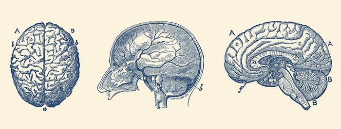 💎 🌈 Notion Psychology Wallpapers 2024 | Human Anatomy Art & Brain Design | pro digital dashboard