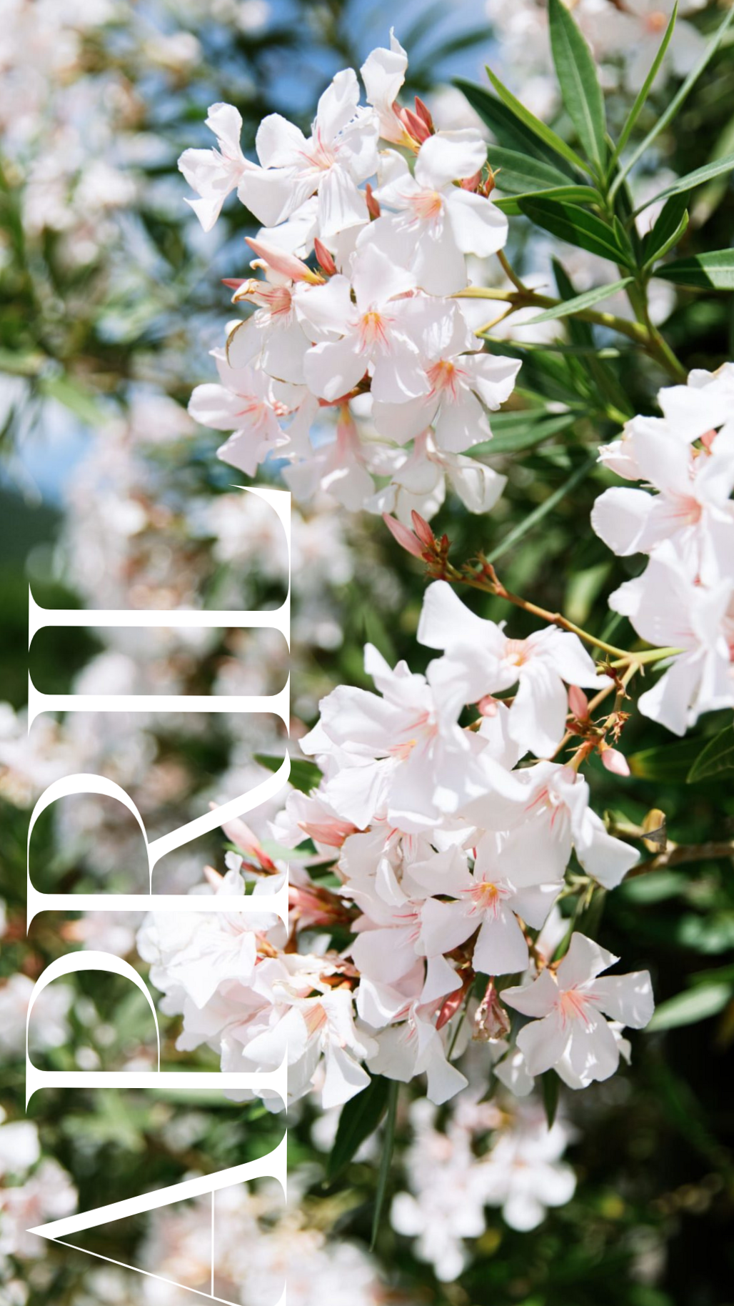 Spring Tech Backgrounds for Your Devices — 💎 🖌️ stay inspired all year long